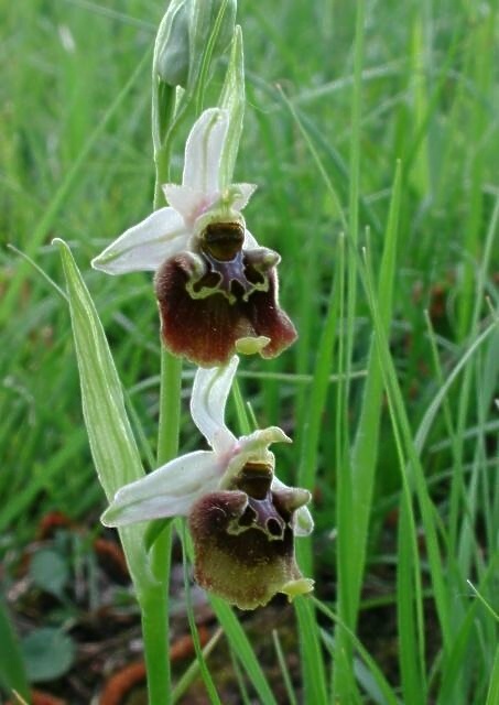 Ophrys holosericea ssp. holosericea